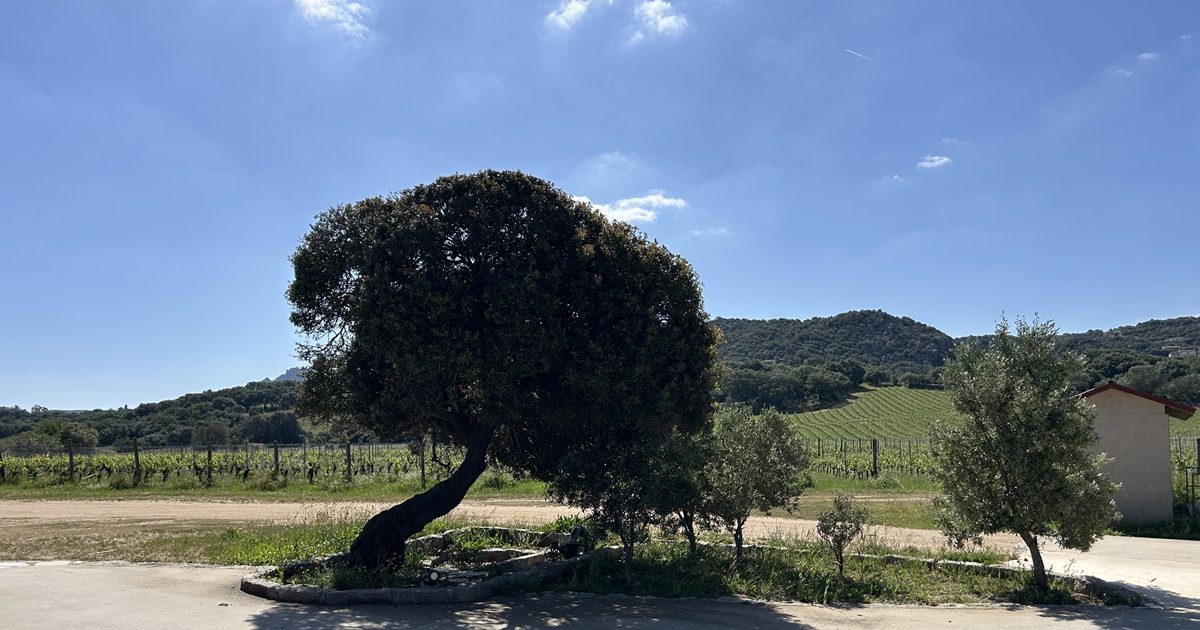 スラウ　ワイナリーツアー　サルデーニャ